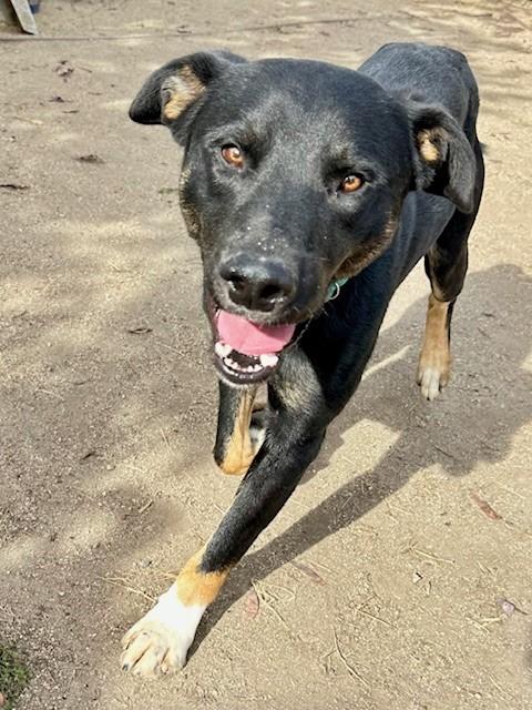 Cash, a Adoptable mixed breed in Phoenix, OR image 3/6