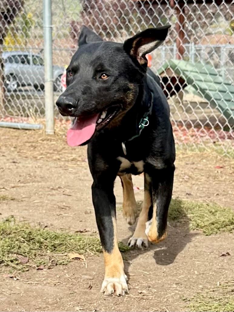Cash, a Adoptable mixed breed in Phoenix, OR image 4/6