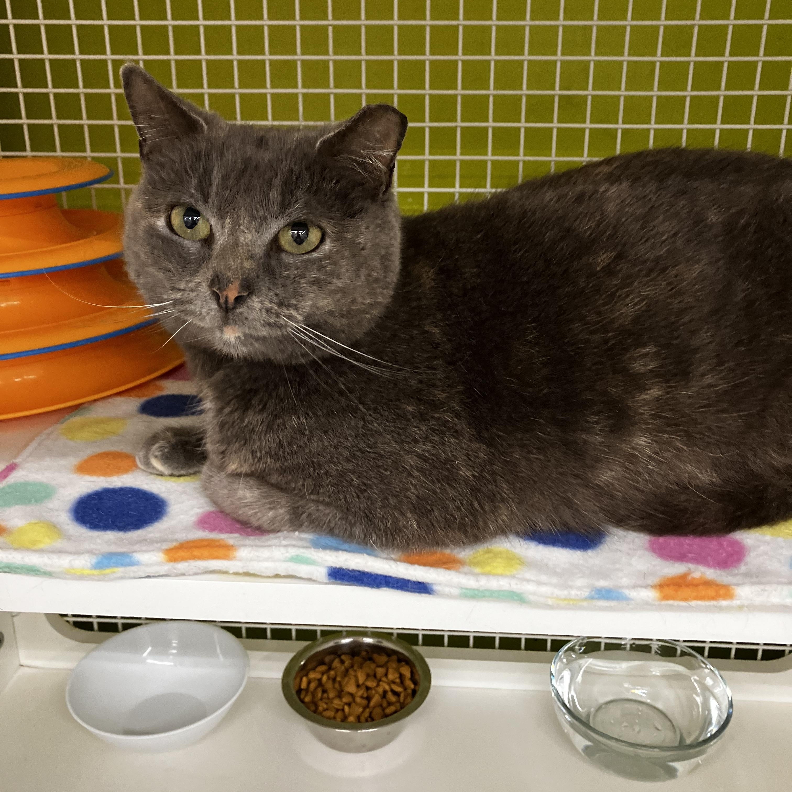 Enlarge Valentina, an adopted mixed breed in Beltsville, MD image 1/6