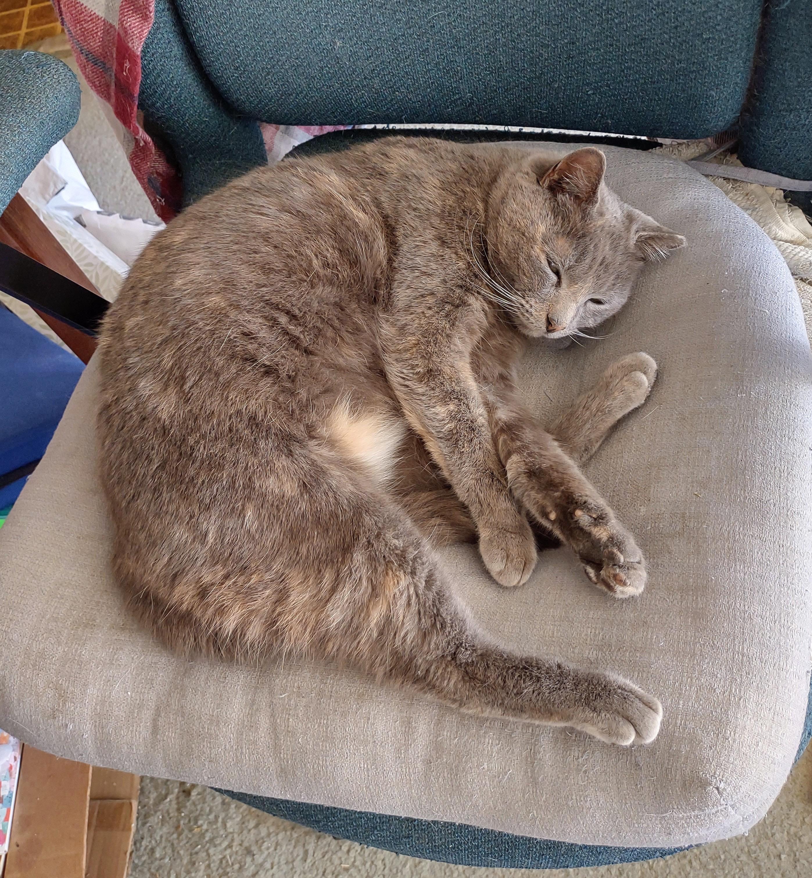 Enlarge Valentina, an adopted mixed breed in Beltsville, MD image 2/6