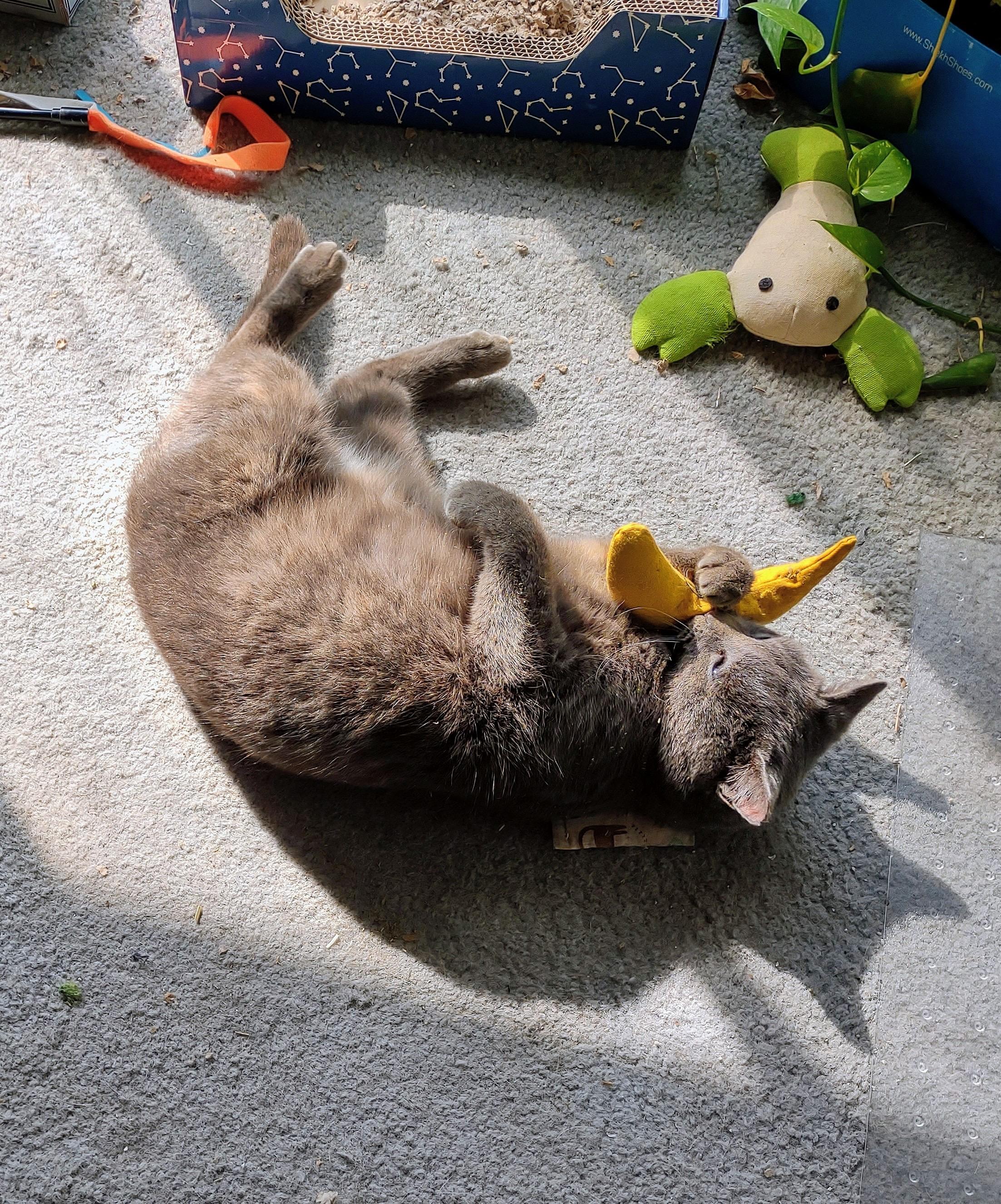 Enlarge Valentina, an adopted mixed breed in Beltsville, MD image 5/6