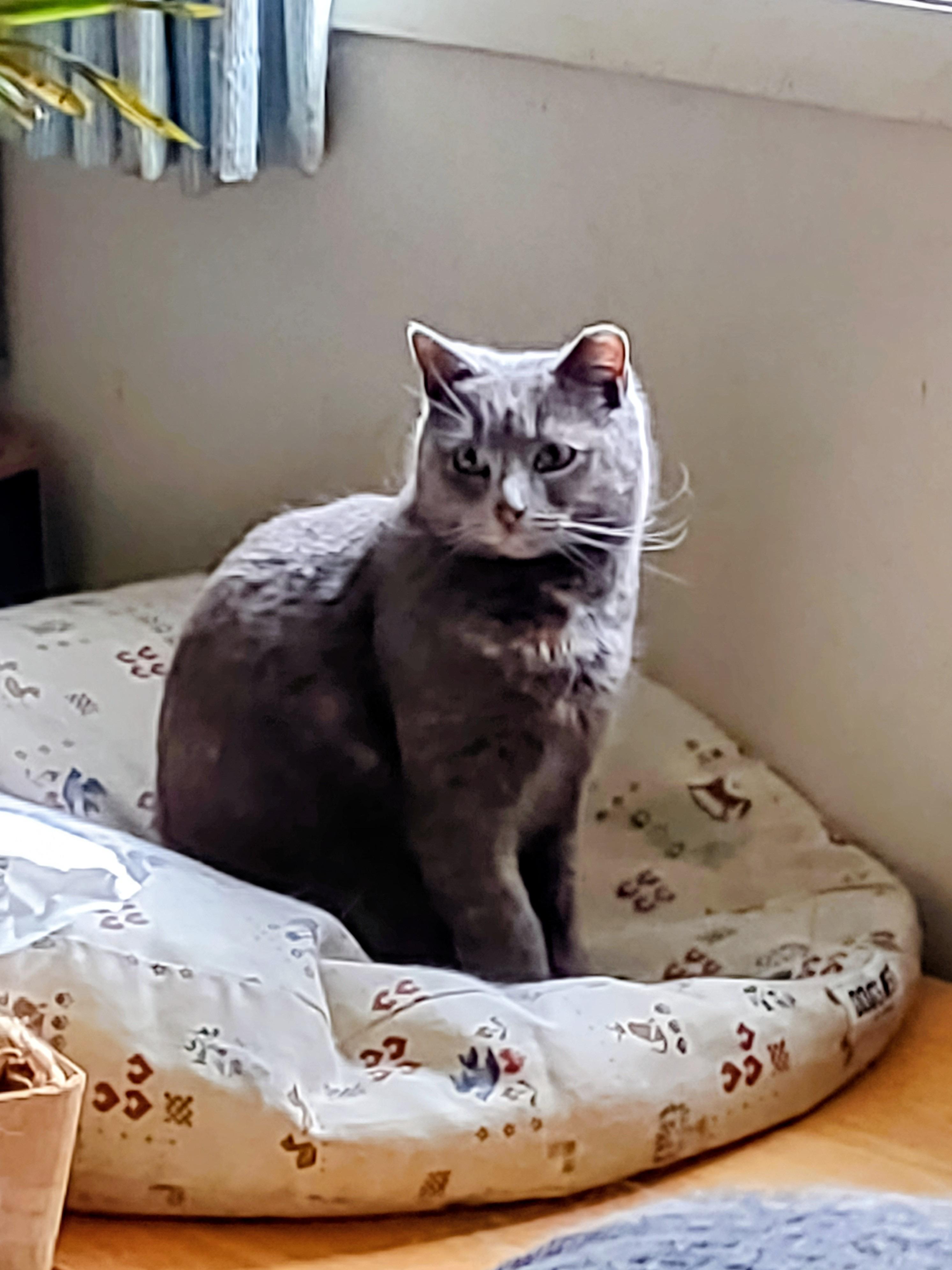 Enlarge Valentina, an adopted mixed breed in Beltsville, MD image 6/6