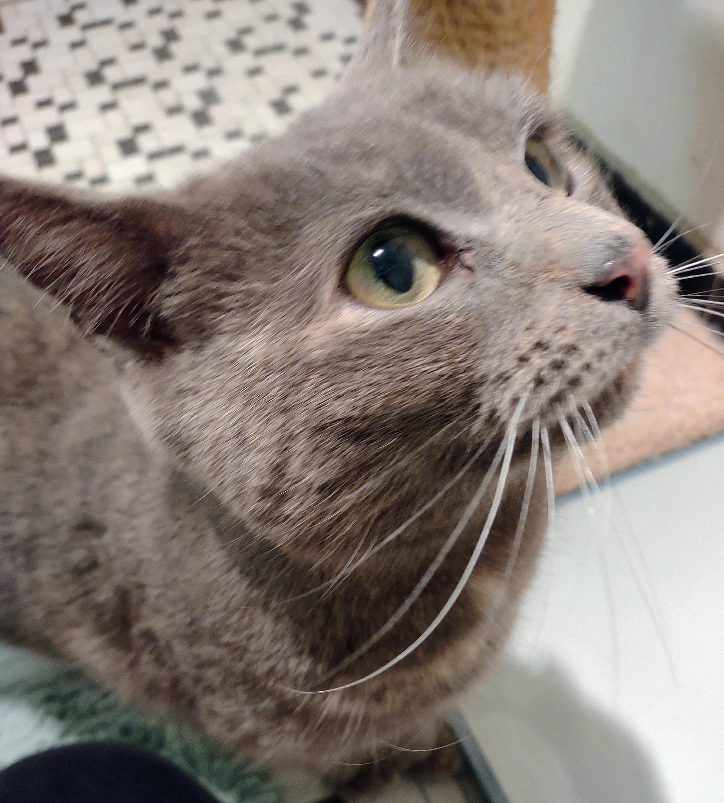 Enlarge Valentina, an adopted mixed breed in Beltsville, MD image 3/6