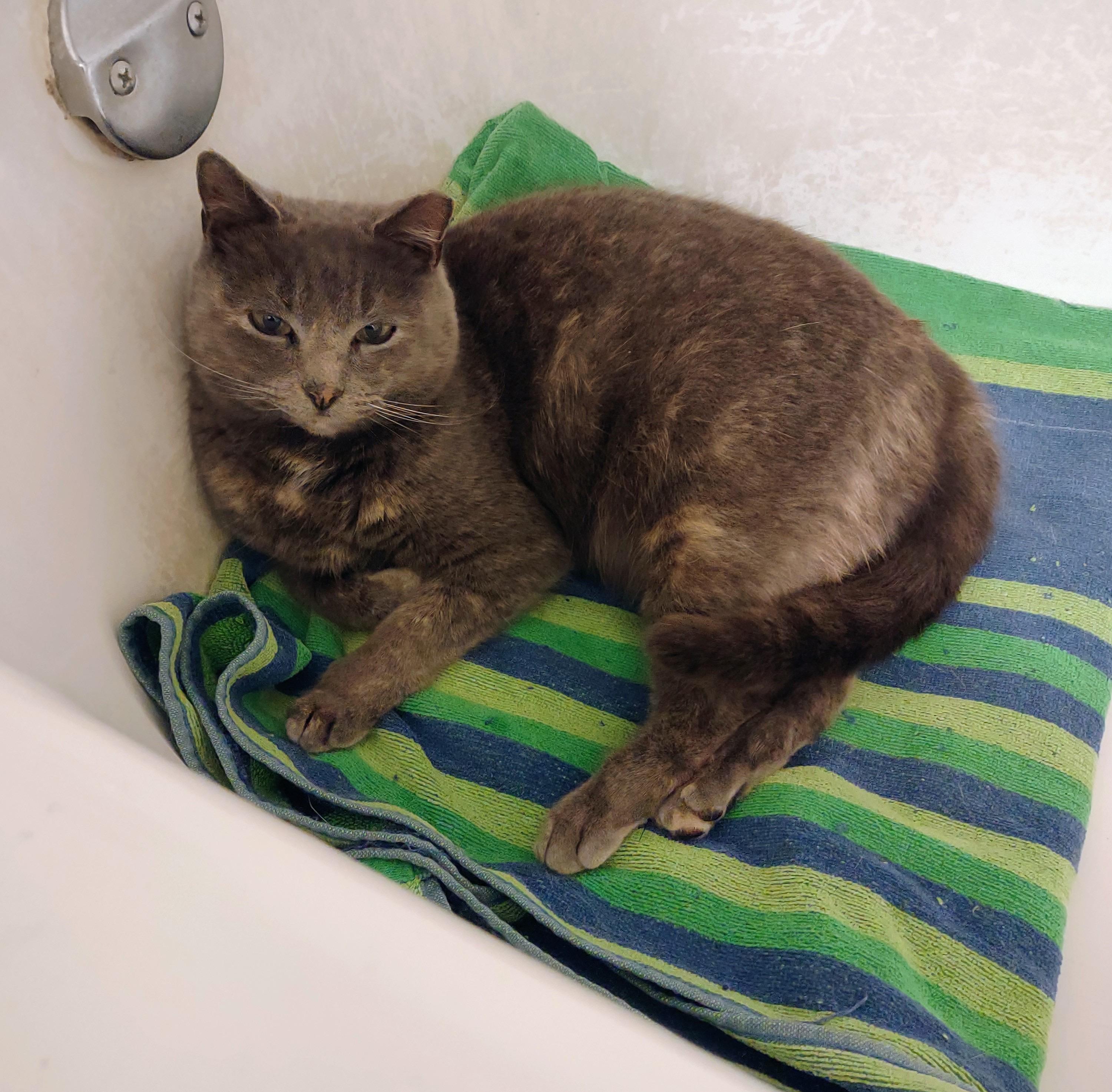 Enlarge Valentina, an adopted mixed breed in Beltsville, MD image 4/6