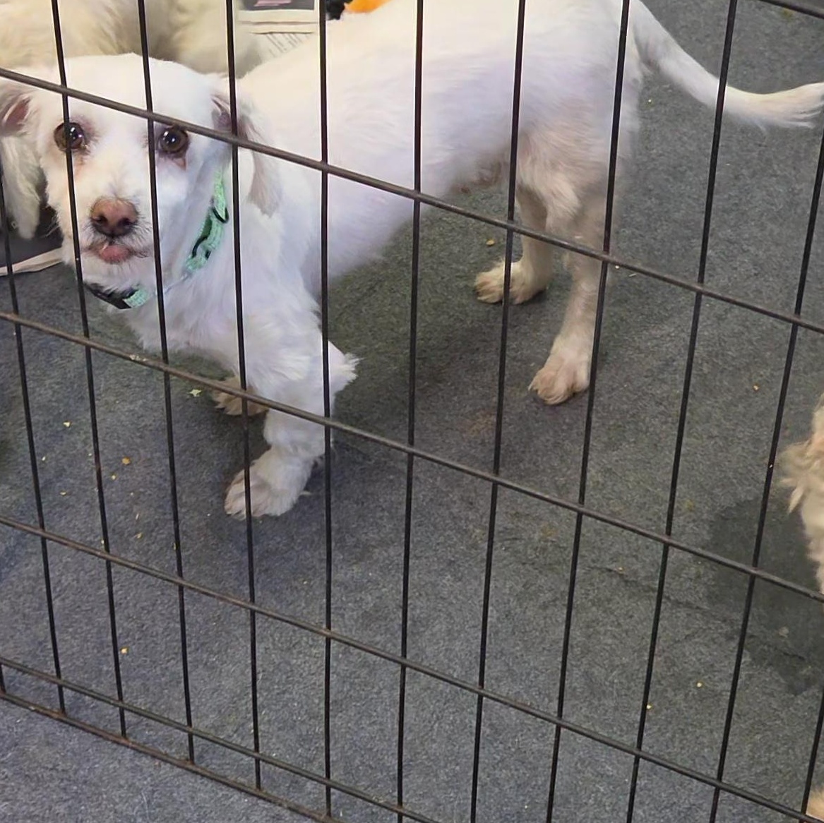 Enlarge Solo, a ADOPTABLE Coton de Tulear in LaGrange, IN image 3/3