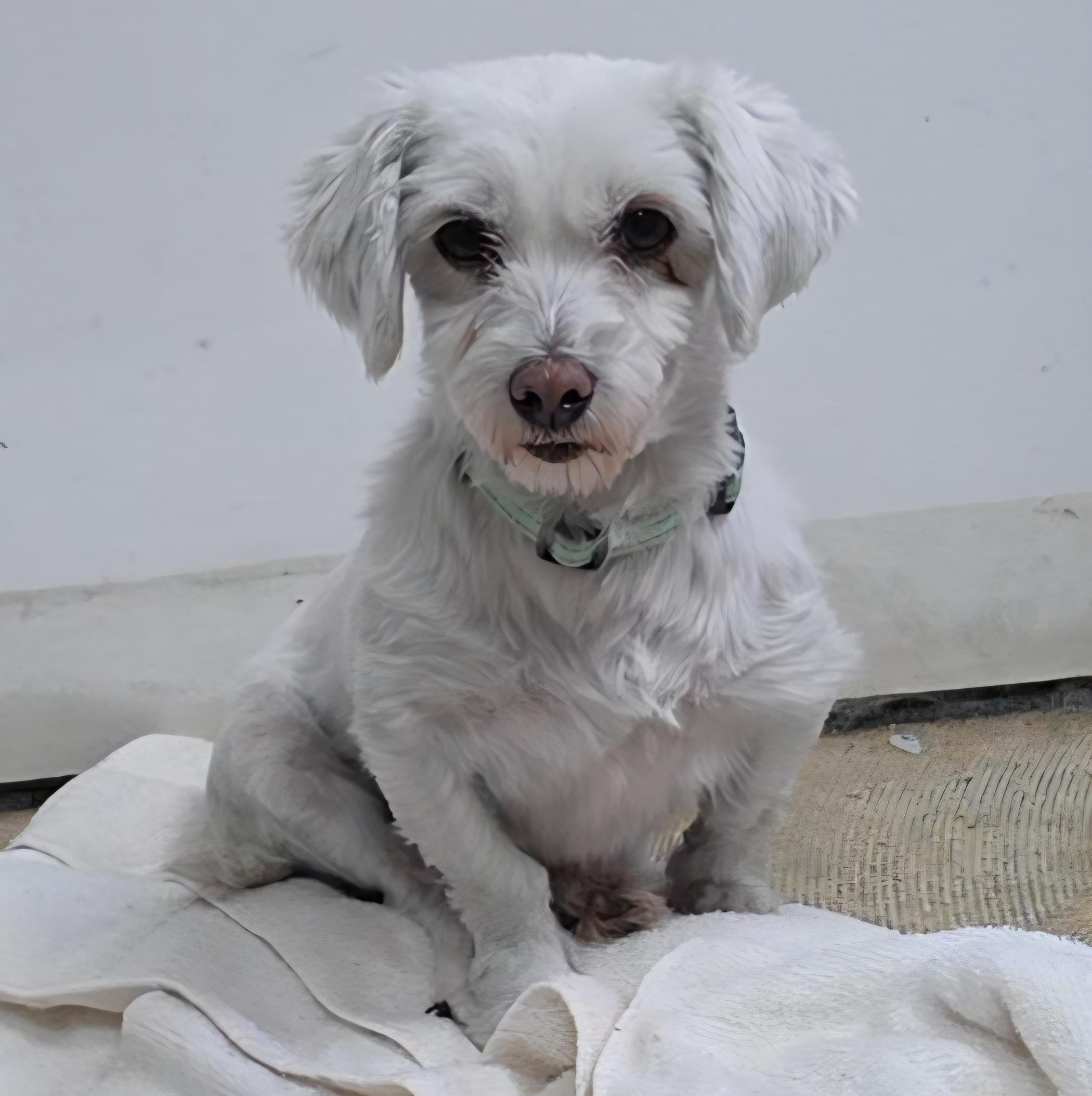 Solo, ADOPTABLE, Adult Female Coton de Tulear.