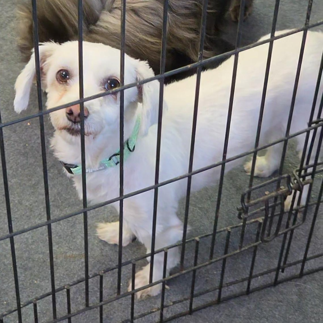 Enlarge Solo, a ADOPTABLE Coton de Tulear in LaGrange, IN image 2/3