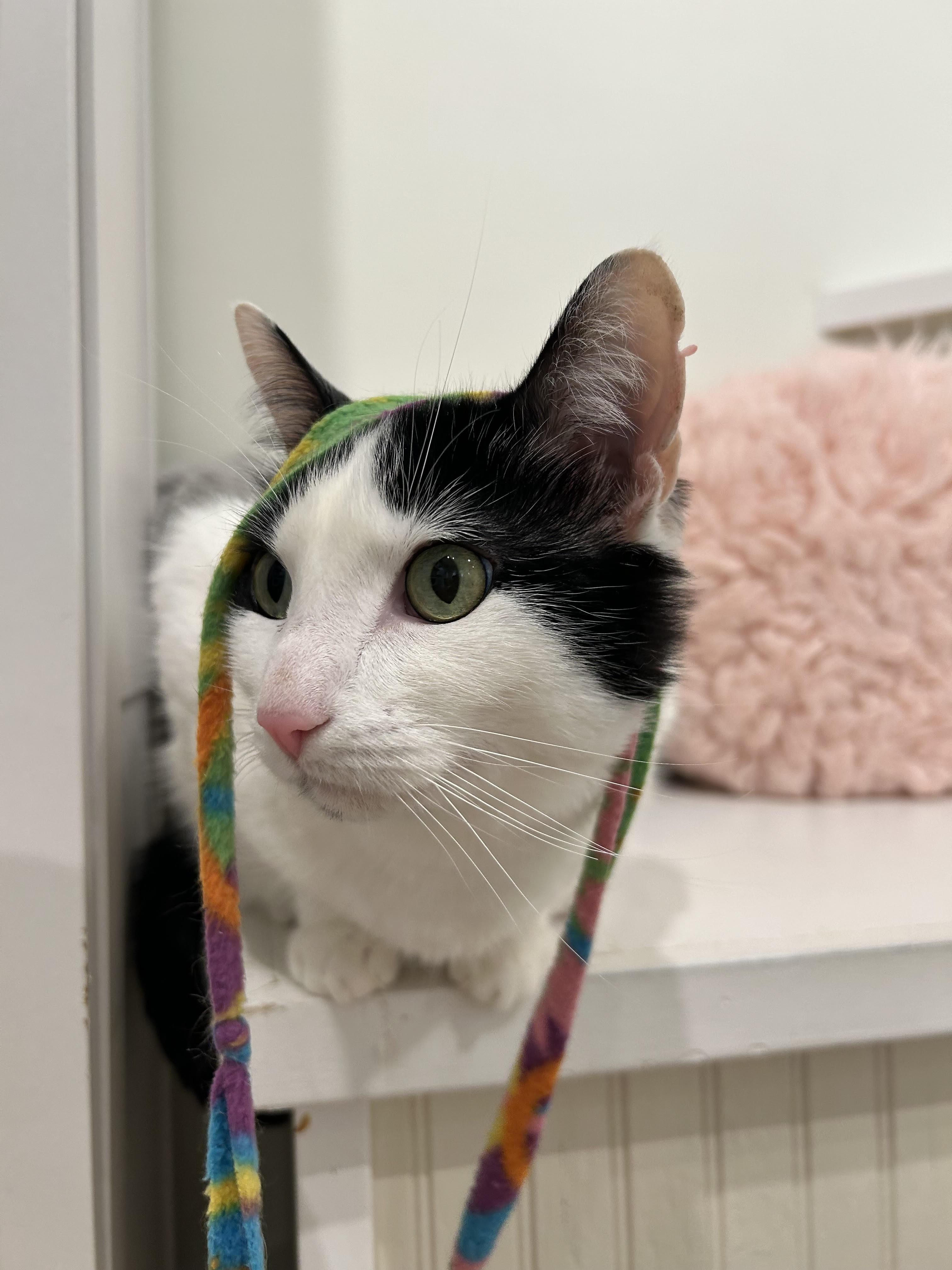 Enlarge Chevy, a Adoptable Domestic Short Hair in Old Saybrook, CT image 5/6