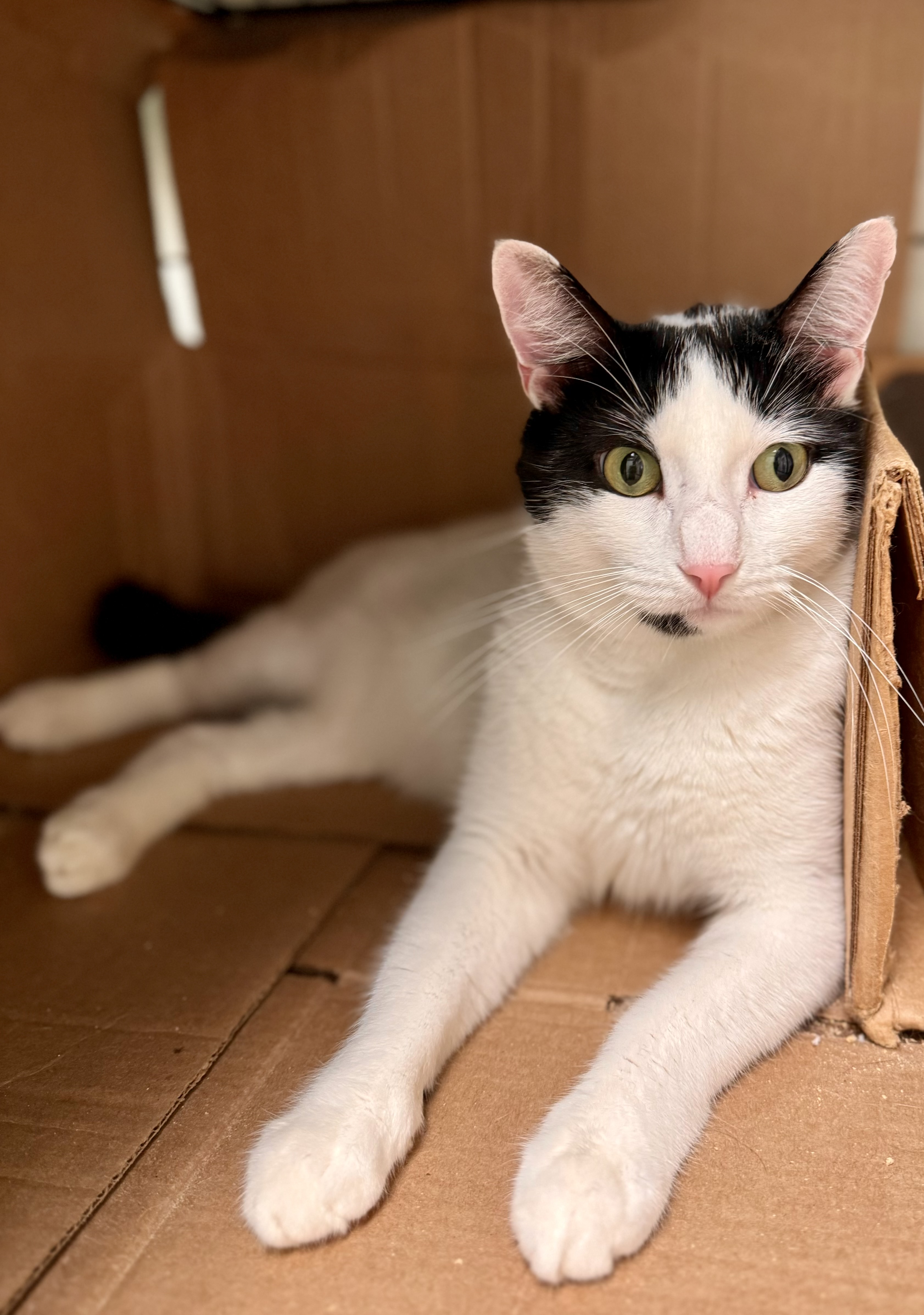 Chevy, an adoptable Domestic Short Hair in Old Saybrook, CT, 06475 | Photo Image 3