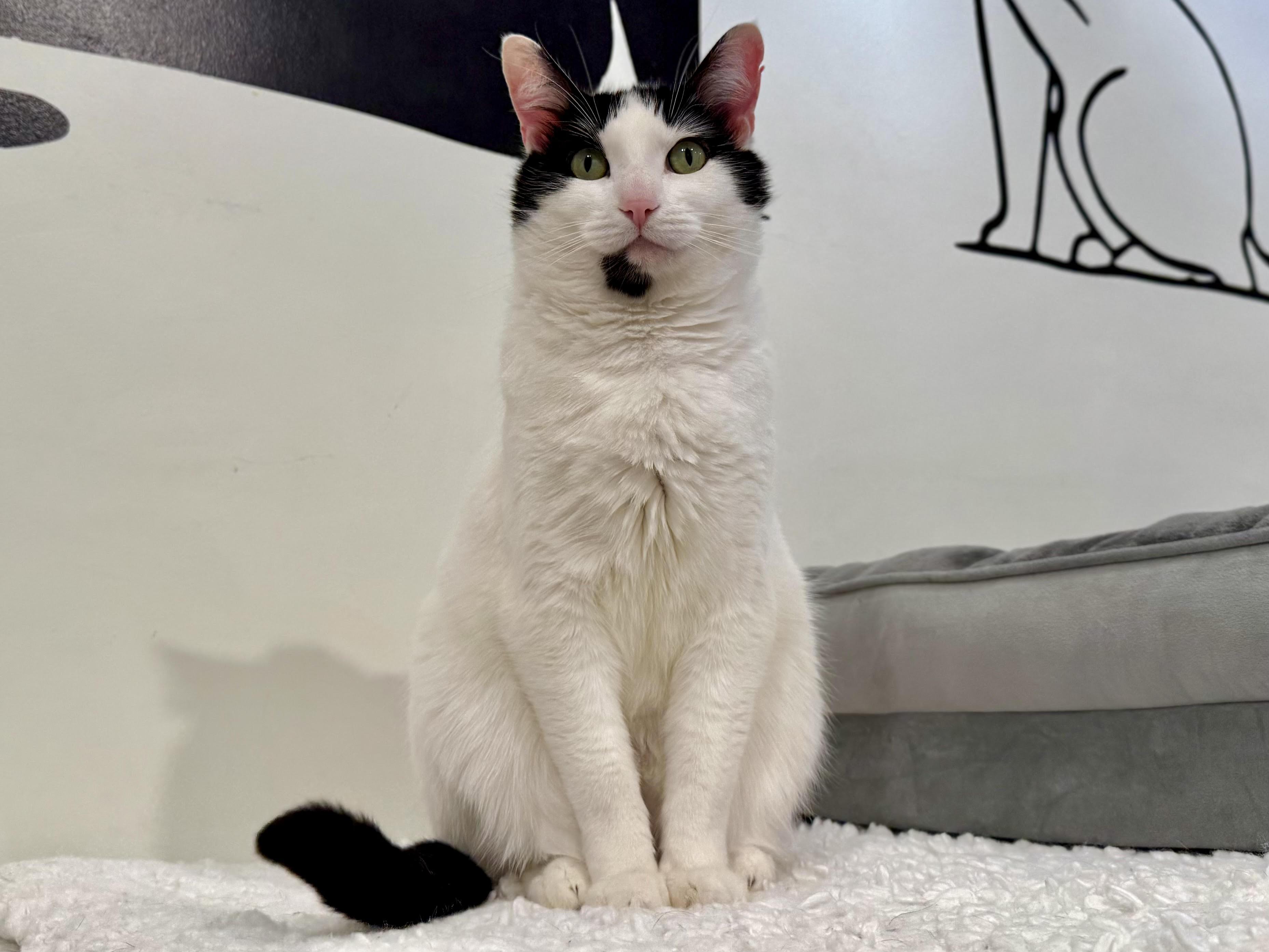 Enlarge Chevy, a Adoptable Domestic Short Hair in Old Saybrook, CT image 1/6