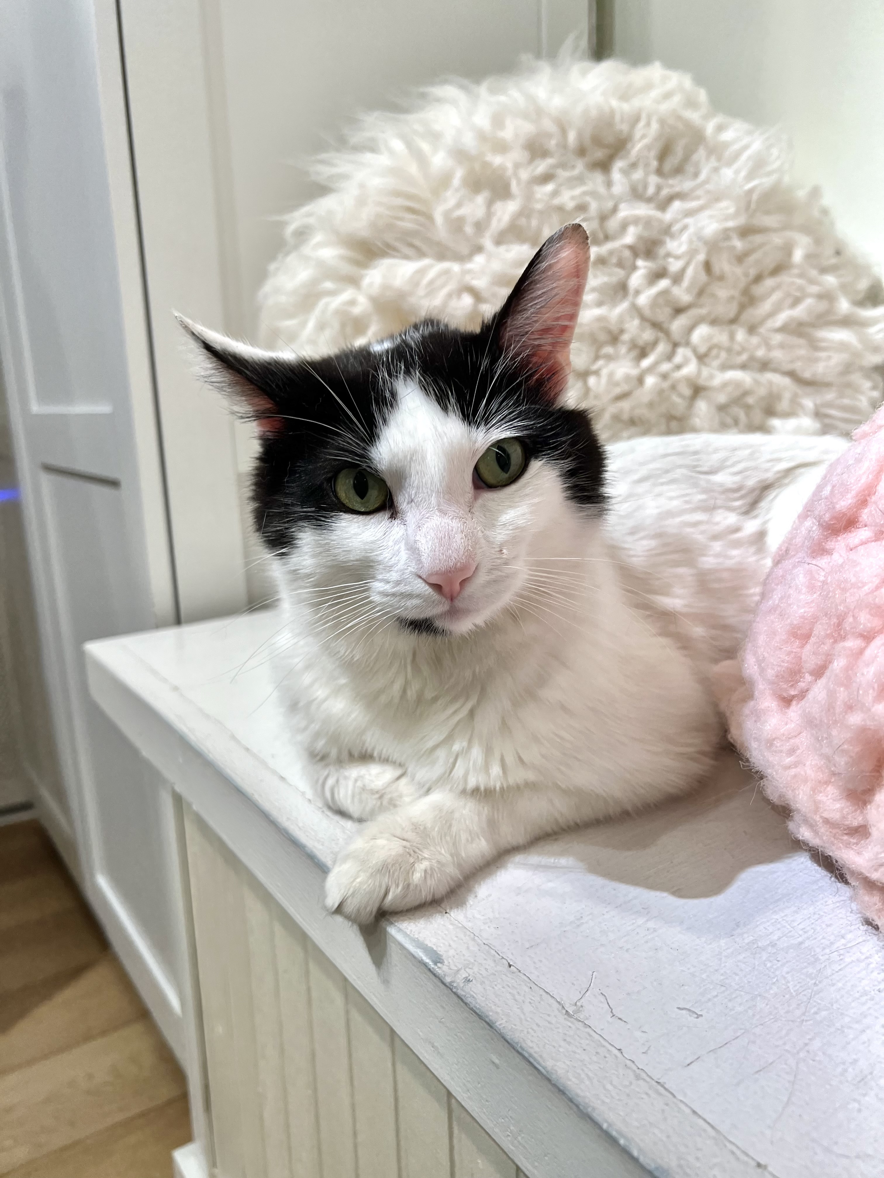 Enlarge Chevy, a Adoptable Domestic Short Hair in Old Saybrook, CT image 4/6