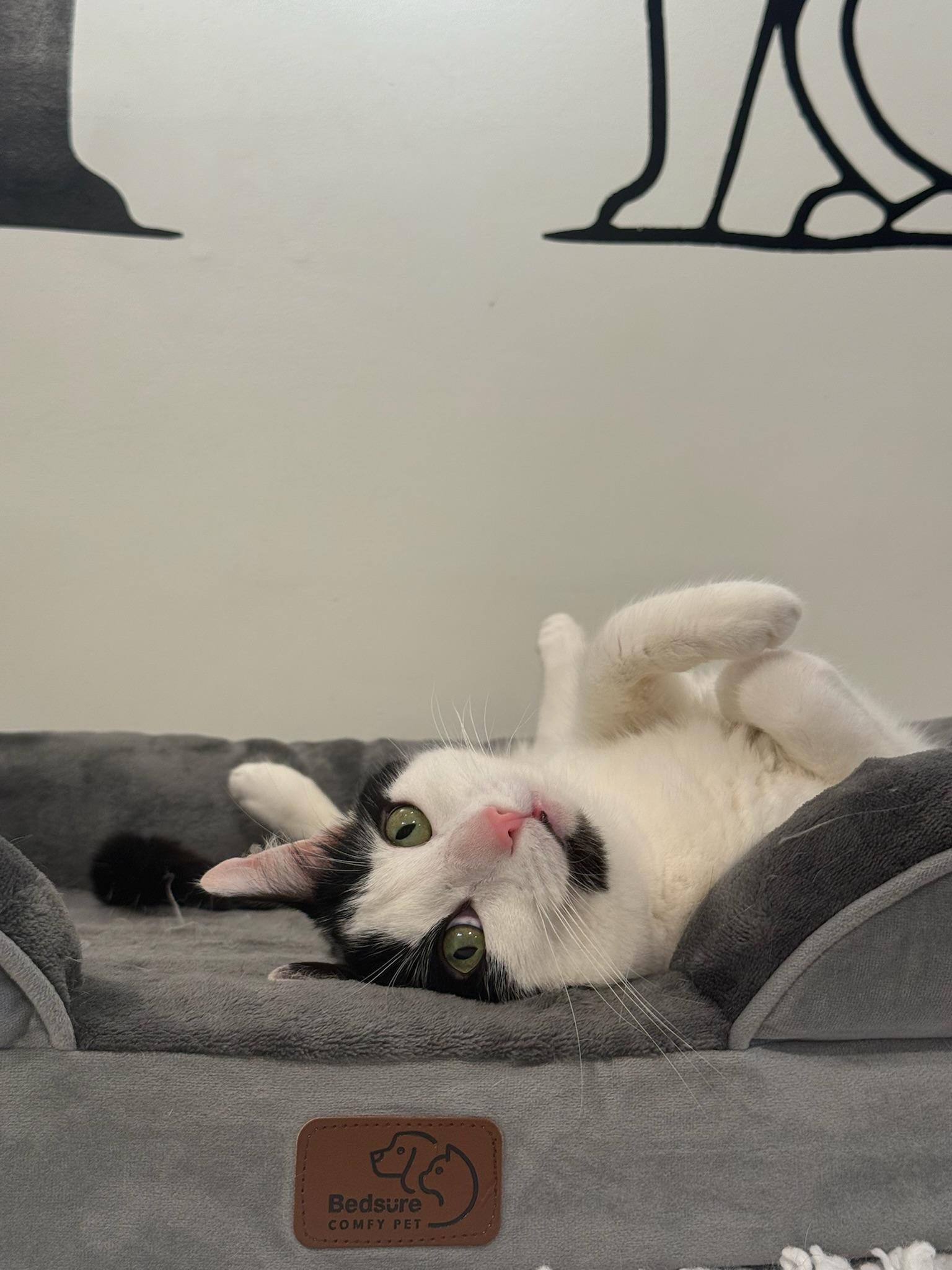 Chevy, an adoptable Domestic Short Hair in Old Saybrook, CT, 06475 | Photo Image 2