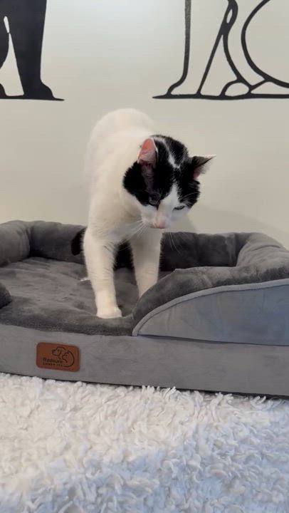 Enlarge Chevy, a Adoptable Domestic Short Hair in Old Saybrook, CT video 6/6