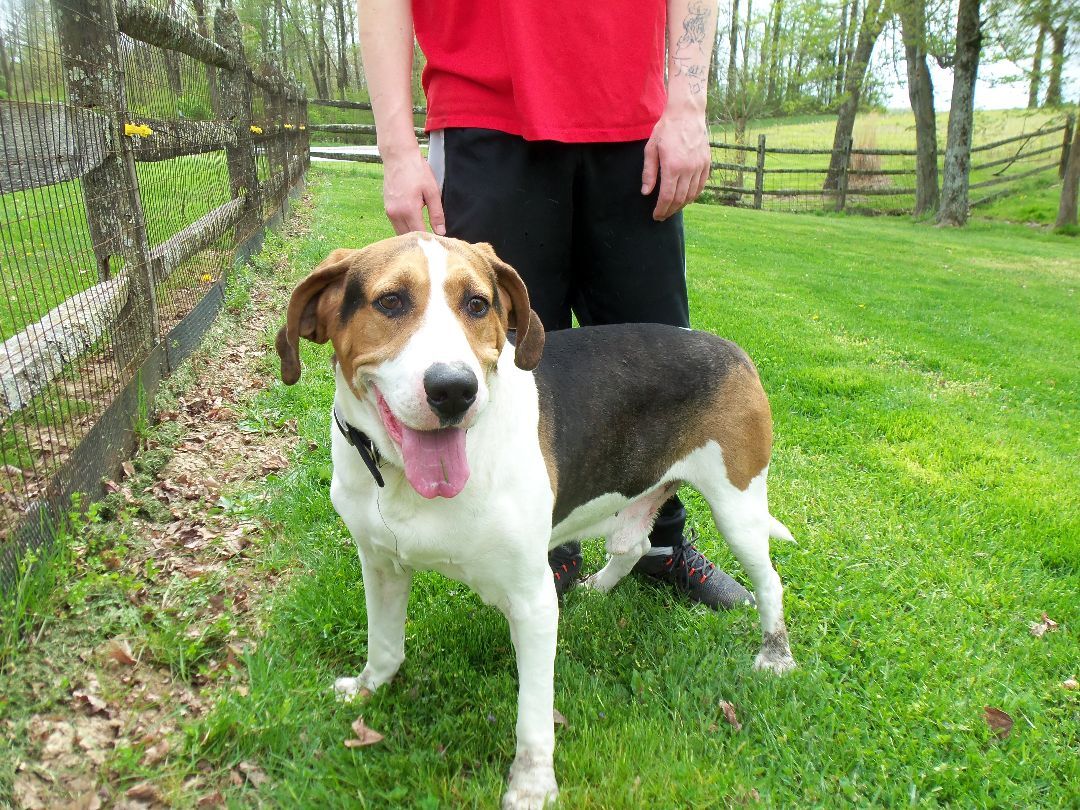 Freddie, a Adoptable Coonhound in Osgood, IN image 3/10