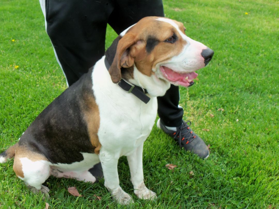 Freddie, a Adoptable Coonhound in Osgood, IN image 4/10