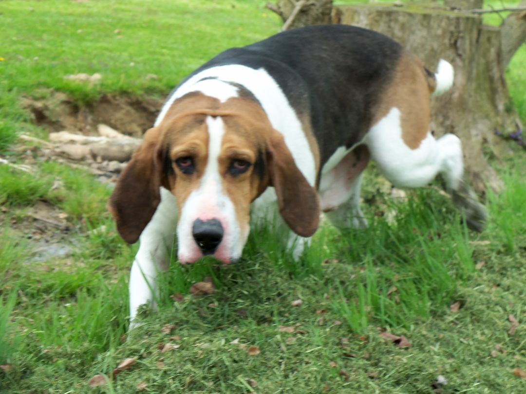 Freddie, a Adoptable Coonhound in Osgood, IN image 5/10