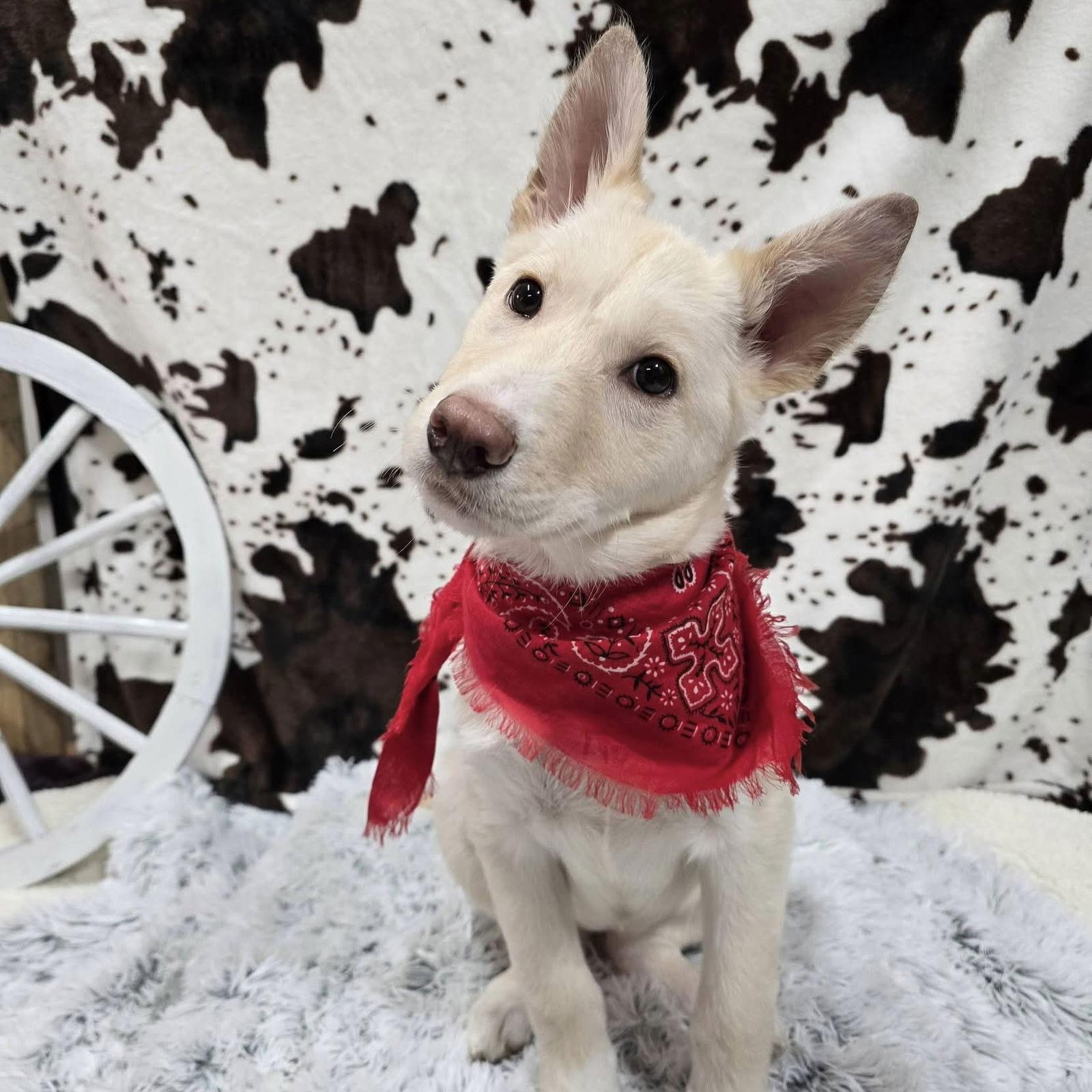 Elyse, a Adoptable Husky in Fargo, ND image 2/3