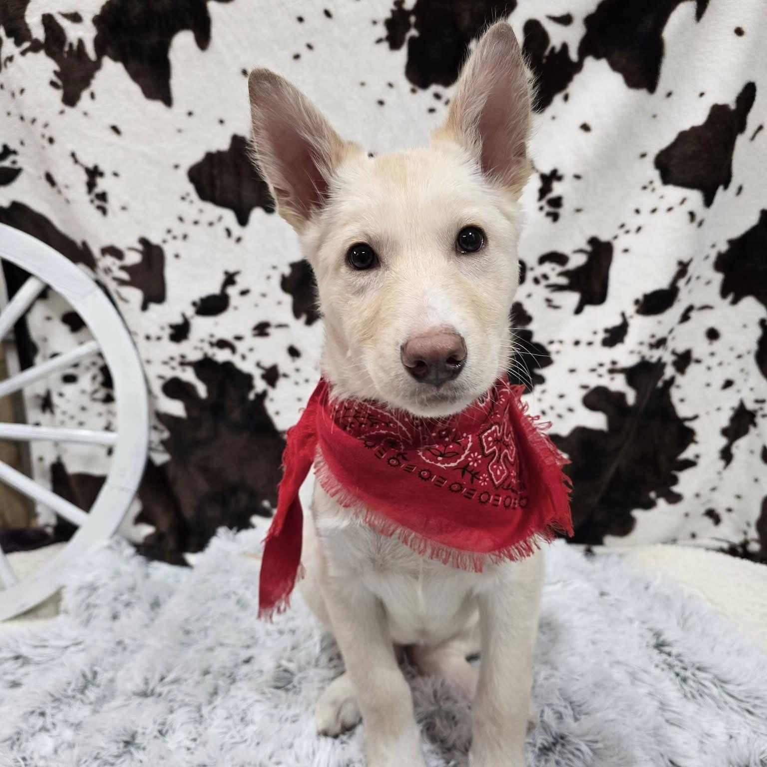 Elyse, a Adoptable Husky in Fargo, ND image 3/3