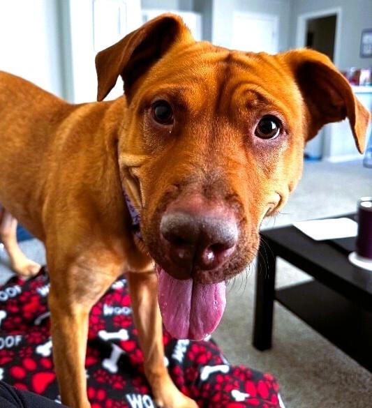 Bindi, Adoptable, Adult Female Shar-Pei & Mixed Breed.