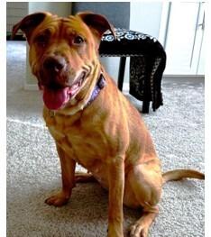 Bindi, Adoptable, Adult Female Shar-Pei & Mixed Breed.