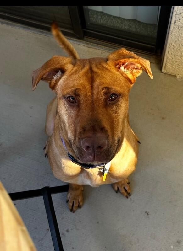 Bindi, a Adoptable mixed breed in Anthem, AZ image 3/6