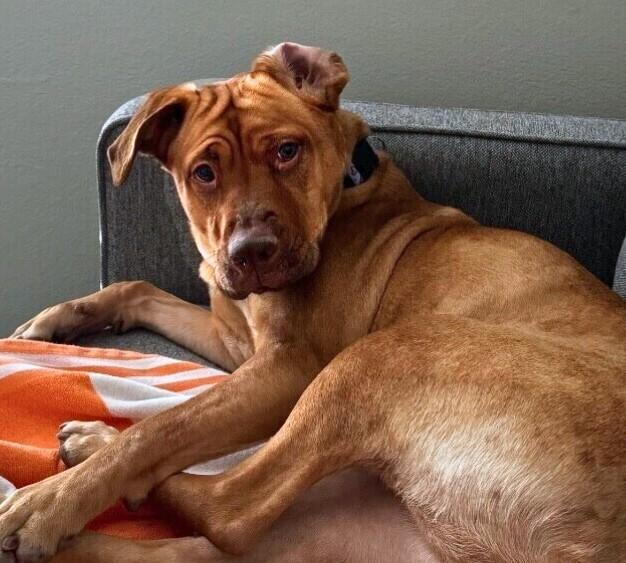 Enlarge Bindi, a Adoptable mixed breed in Anthem, AZ image 2/4