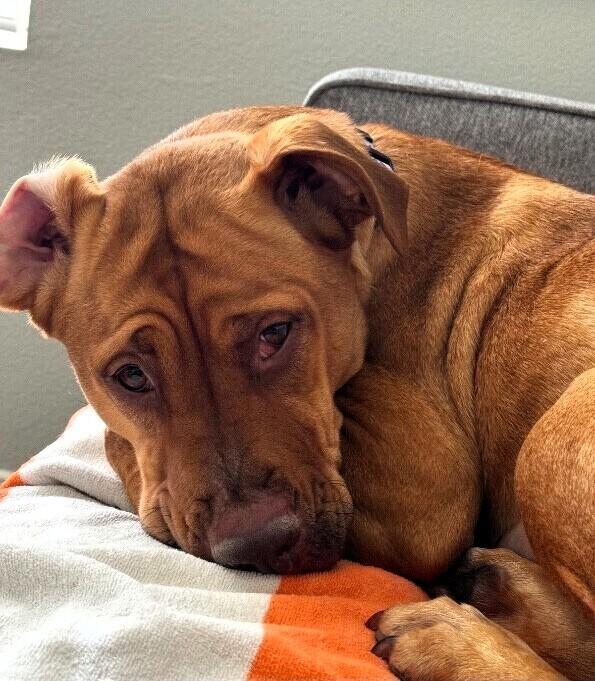 Enlarge Bindi, a Adoptable mixed breed in Anthem, AZ image 3/4