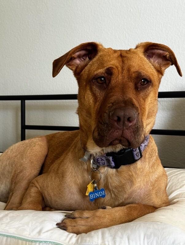 Bindi, a Adoptable mixed breed in Anthem, AZ image 4/6