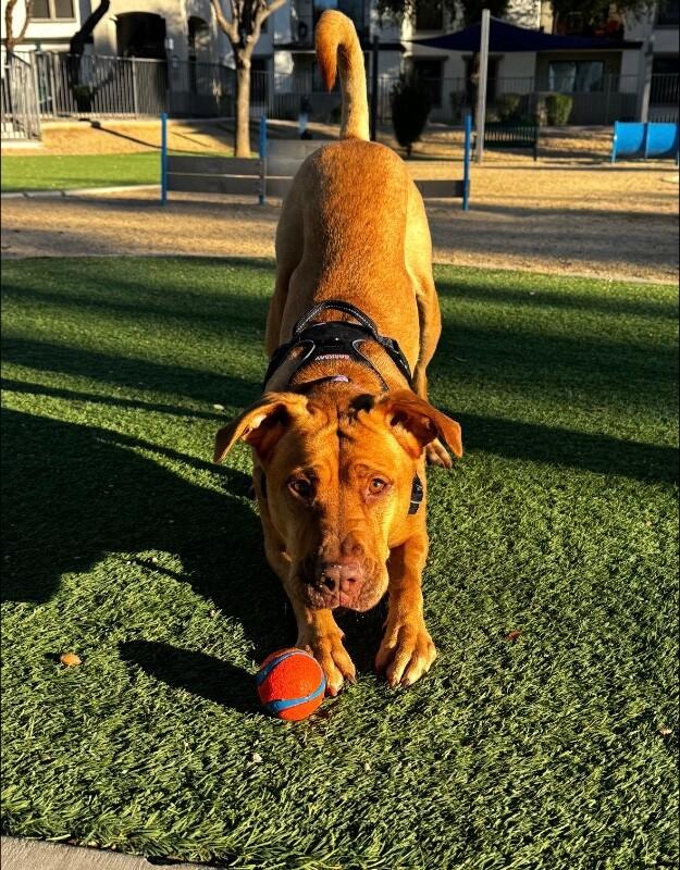 Bindi, a Adoptable mixed breed in Anthem, AZ image 5/6