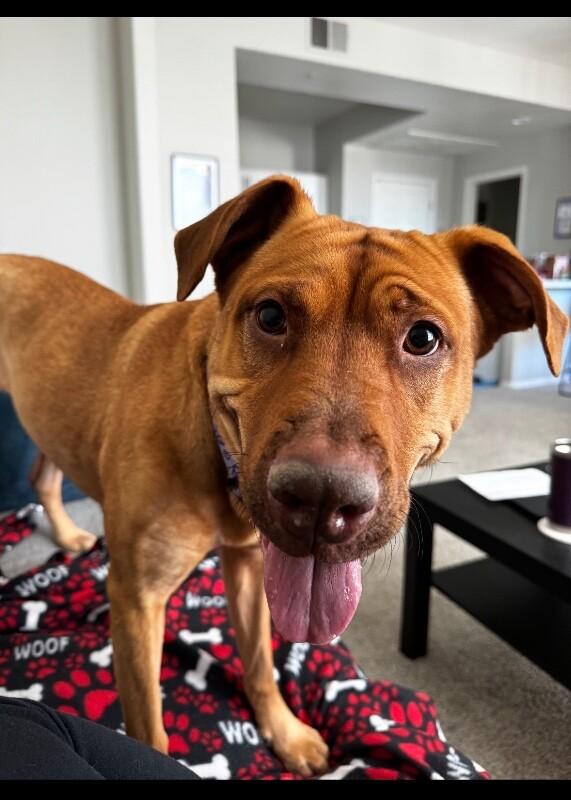 Enlarge Bindi, a Adoptable mixed breed in Anthem, AZ image 4/4