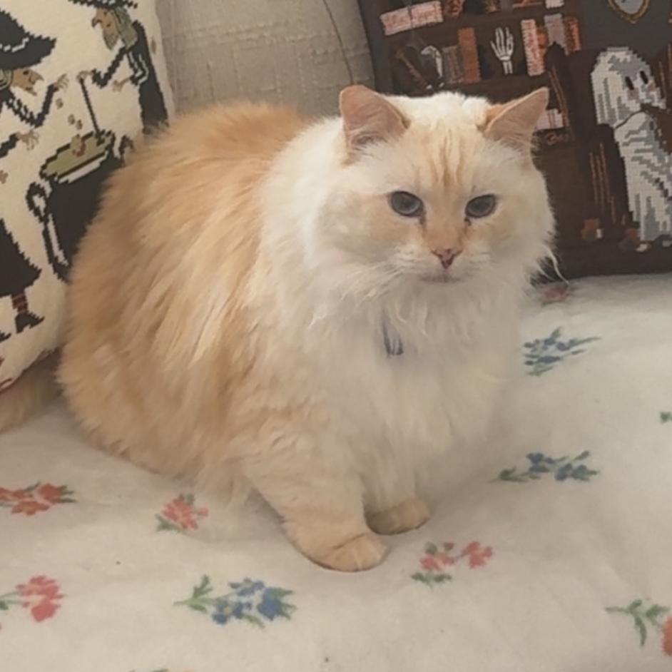 Ginger photo