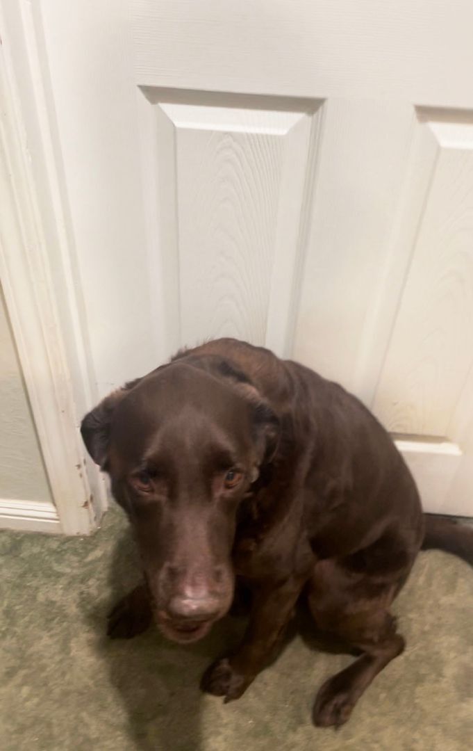 Charlie, Adopted, Senior Male Chocolate Labrador Retriever.