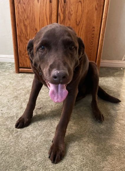 Enlarge Charlie, a Adopted Chocolate Labrador Retriever in Orangevale, CA image 2/9