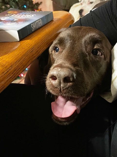 Enlarge Charlie, a Adopted Chocolate Labrador Retriever in Orangevale, CA image 3/9
