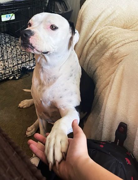 Enlarge Charlie, a Adopted Chocolate Labrador Retriever in Orangevale, CA image 4/9