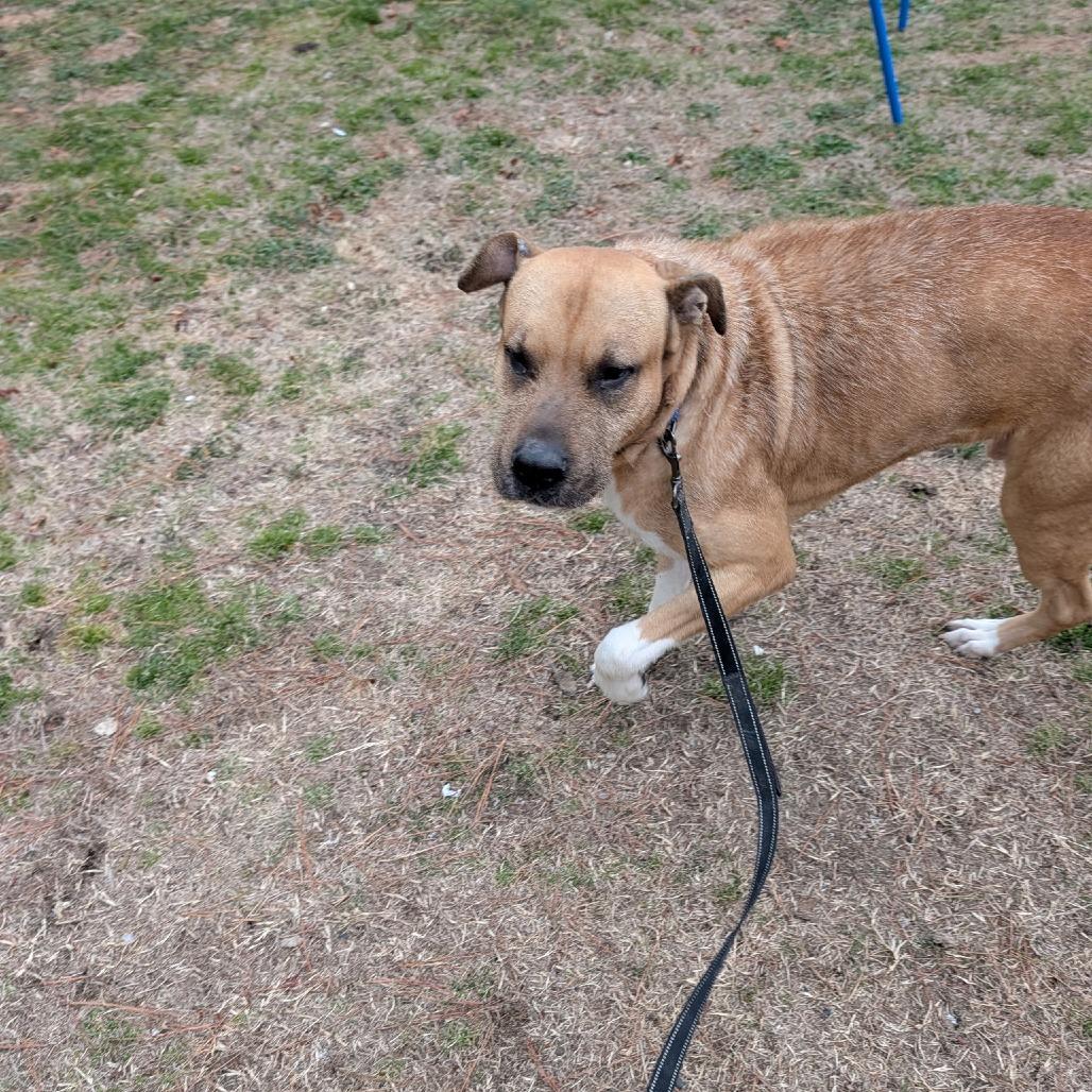 Enlarge Brutus, a Adoptable Shepherd in Hope Mills, NC image 1/1