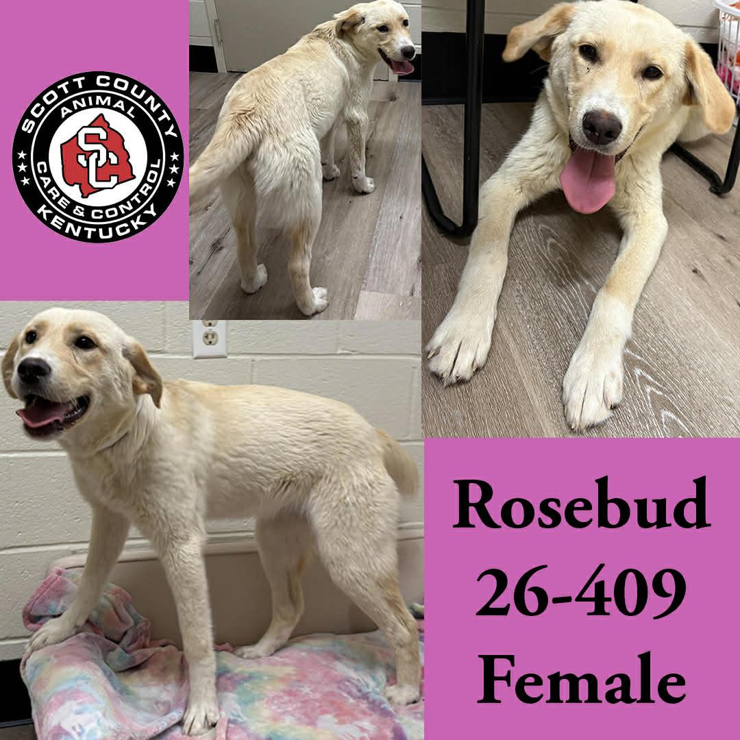 Rosebud, Adopted, Young Female Labrador Retriever.