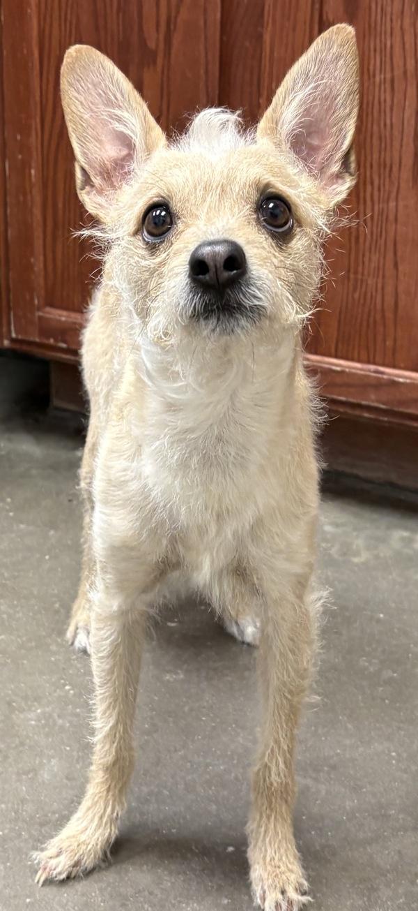 Naruto, Adoptable, Adult Male Chihuahua & Terrier.
