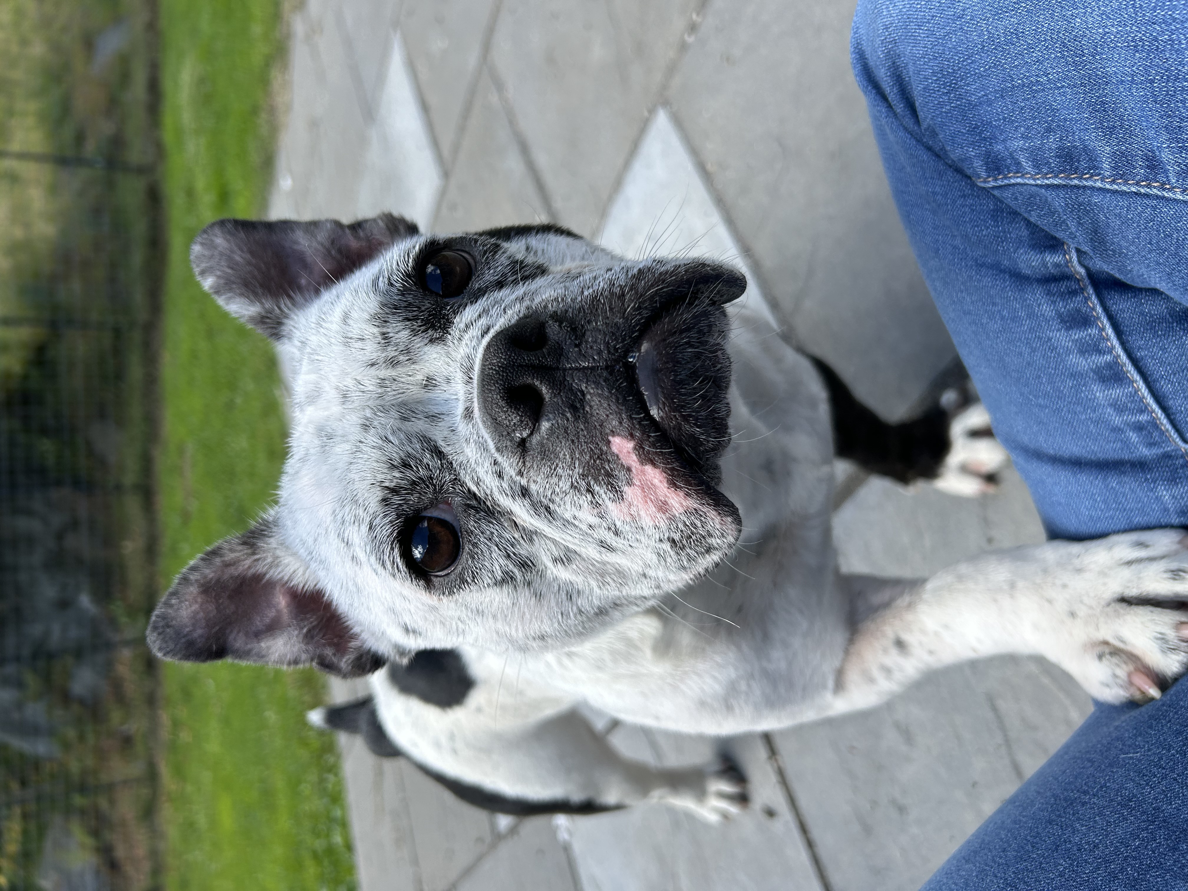 Dog for adoption Bertie, a Bulldog & French Bulldog Mix in Colebrook