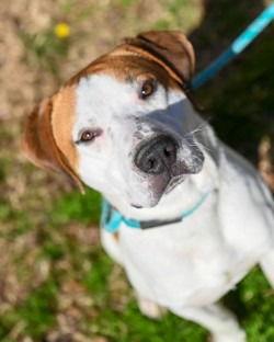 DA 42 Bodie, Adoptable, Young Male Pit Bull Terrier & Hound.