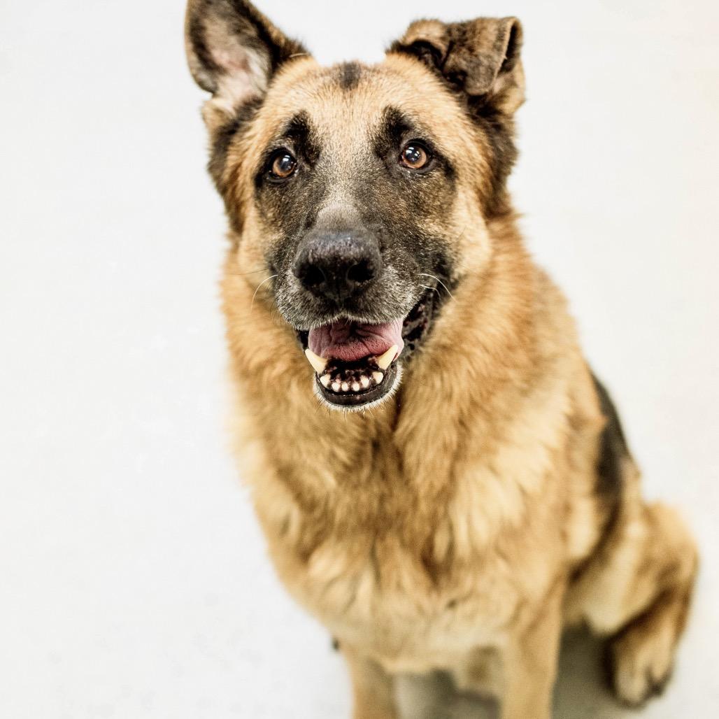 AJ, a Adoptable German Shepherd Dog in Las Vegas, NV image 1/6