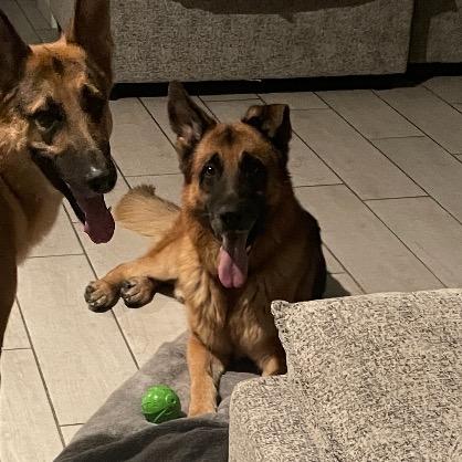 AJ, a Adoptable German Shepherd Dog in Las Vegas, NV image 2/6