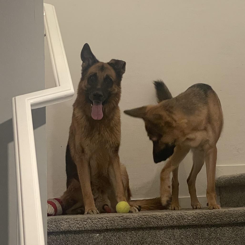 AJ, a Adoptable German Shepherd Dog in Las Vegas, NV image 3/6