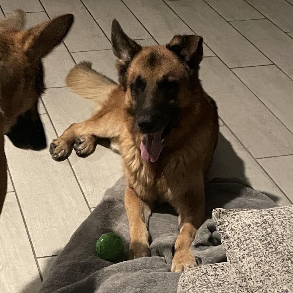 AJ, a Adoptable German Shepherd Dog in Las Vegas, NV image 4/6