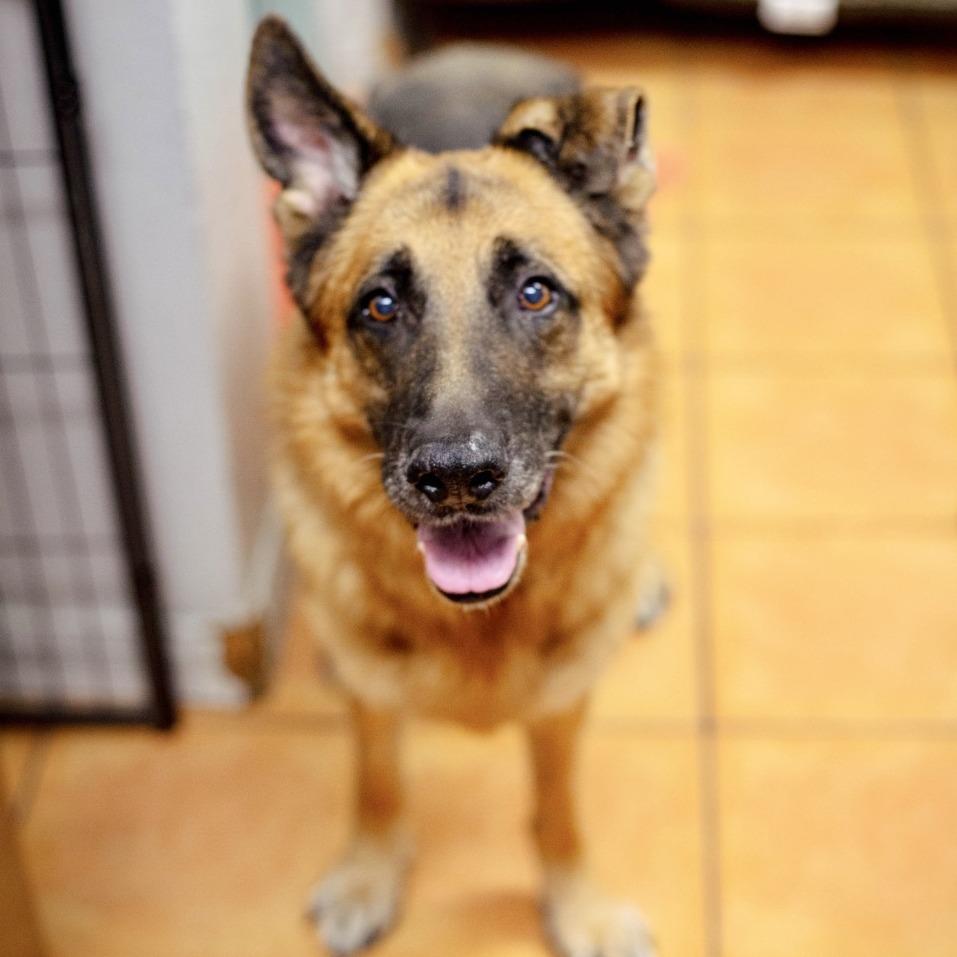 Enlarge AJ, a Adoptable German Shepherd Dog in Las Vegas, NV image 4/6