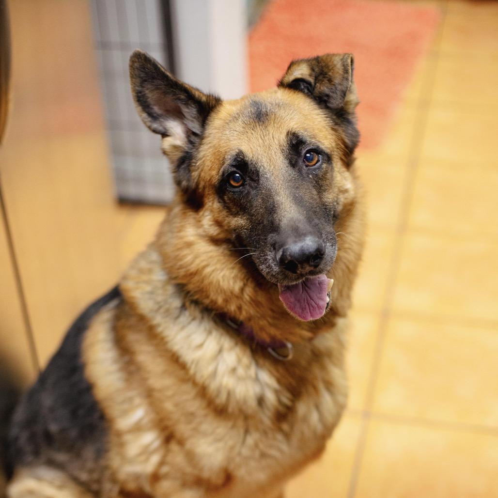 Enlarge AJ, a Adoptable German Shepherd Dog in Las Vegas, NV image 5/6