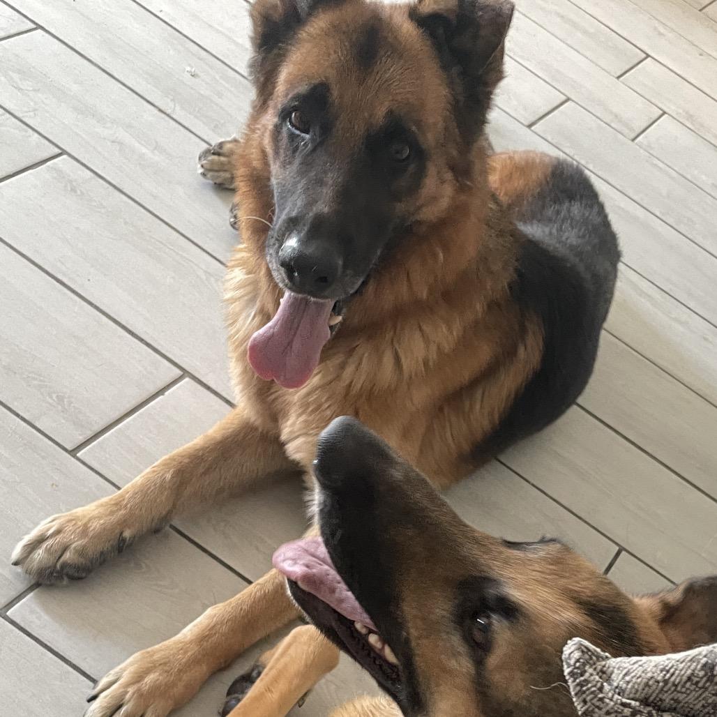 AJ, a Adoptable German Shepherd Dog in Las Vegas, NV image 6/6