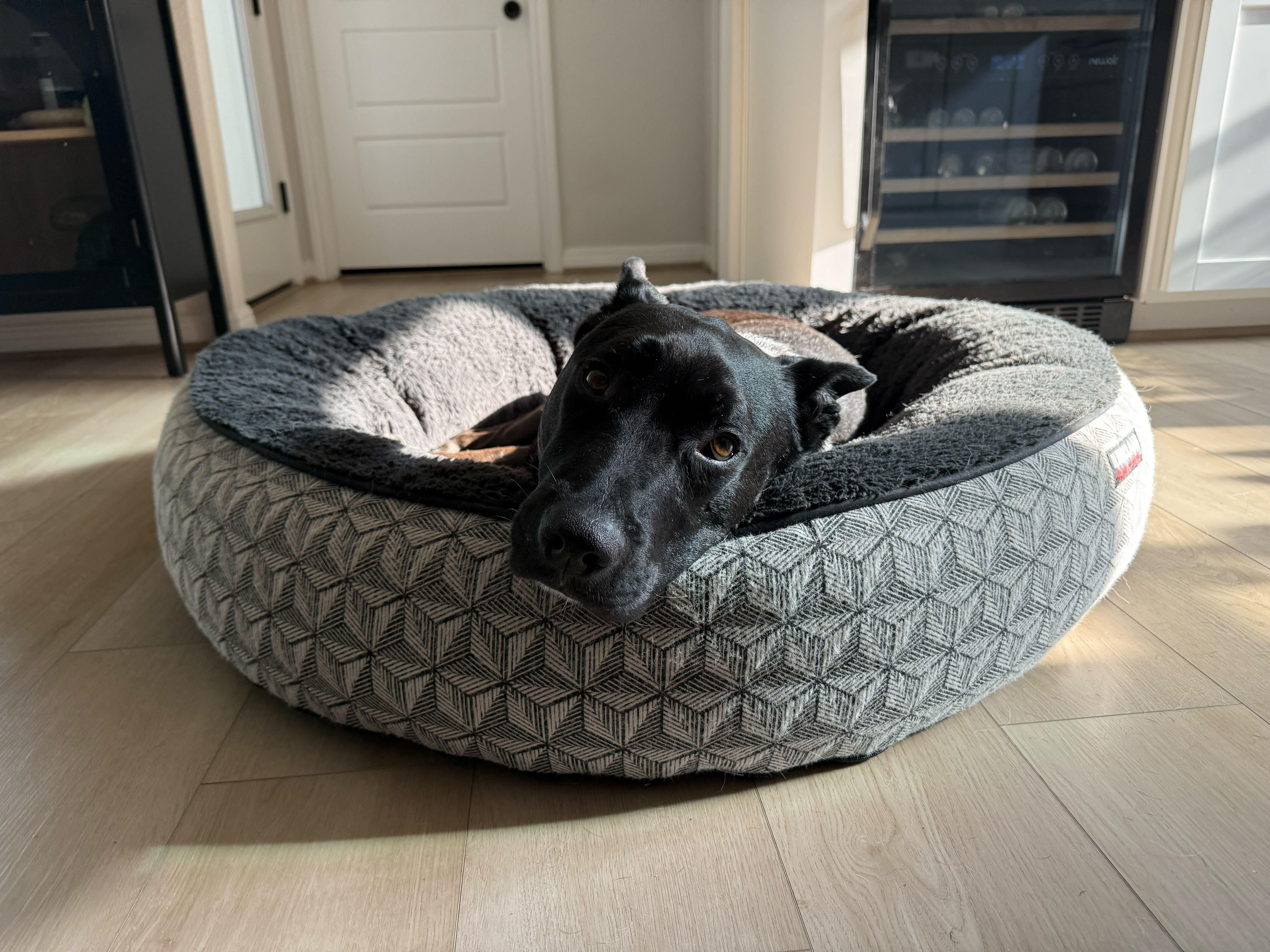 Enlarge Alfie, a Adoptable mixed breed in Austin, TX image 5/6