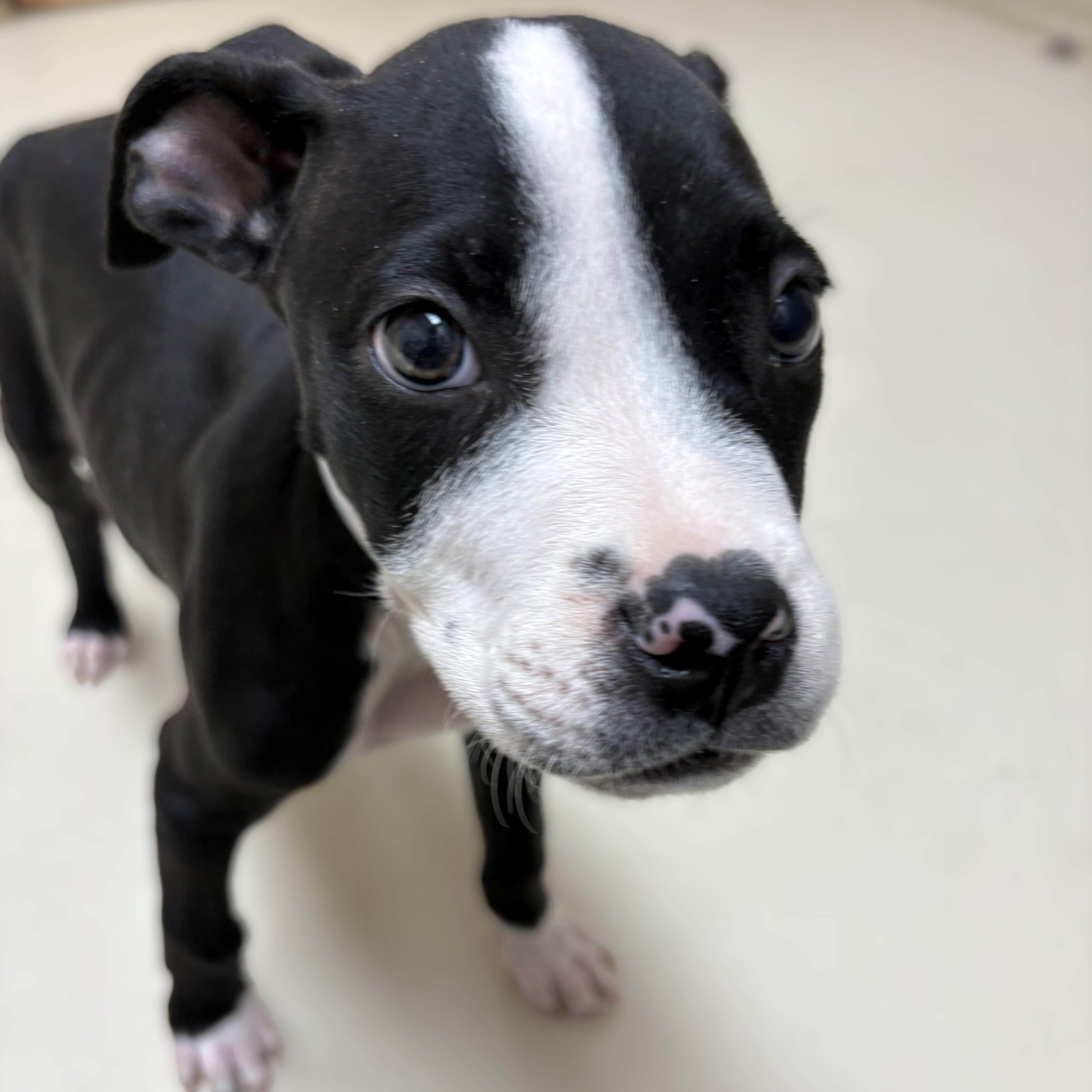 Enlarge Simon- #50747, a ADOPTABLE Pit Bull Terrier in Columbia, MD image 2/3