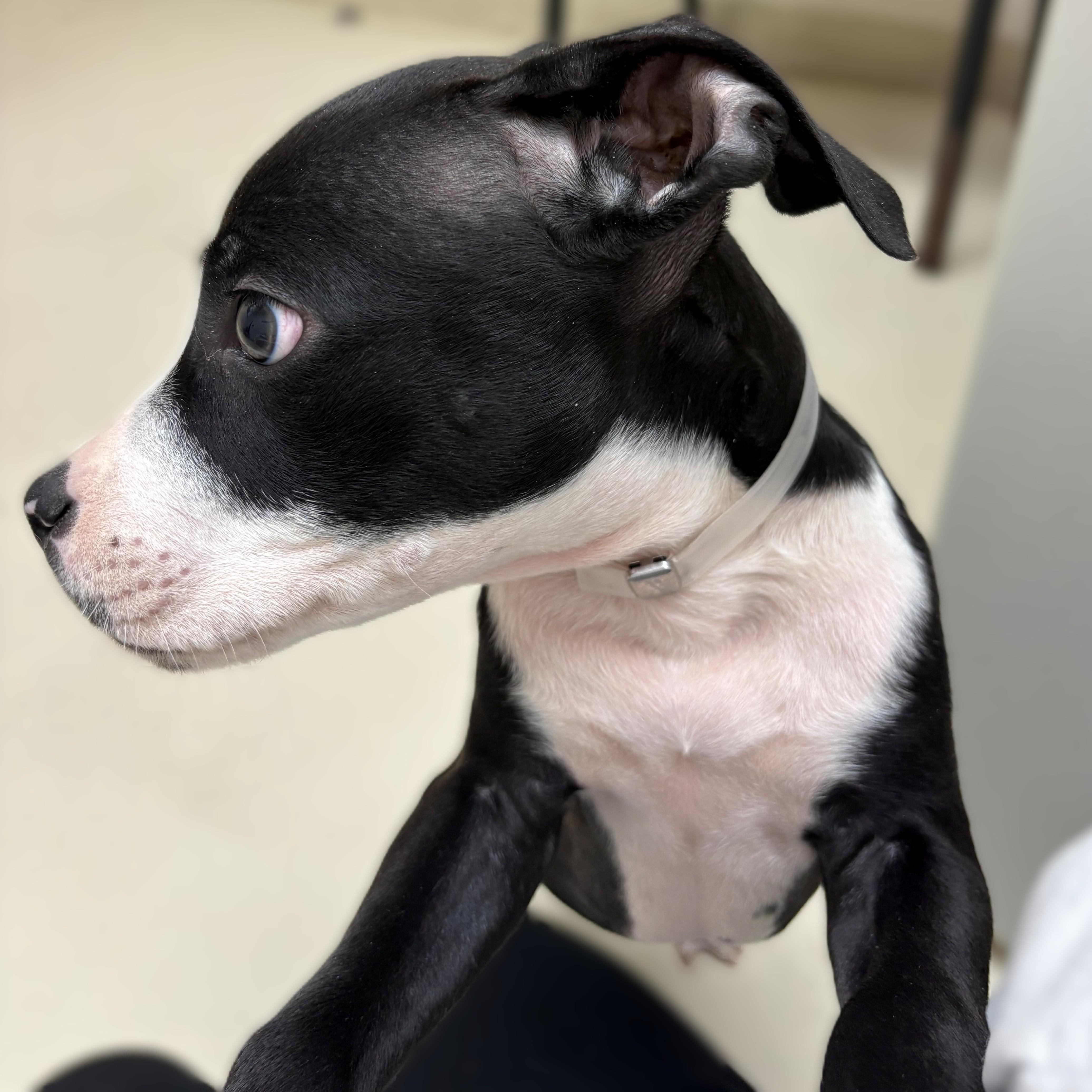 Enlarge Simon- #50747, a ADOPTABLE Pit Bull Terrier in Columbia, MD image 3/3